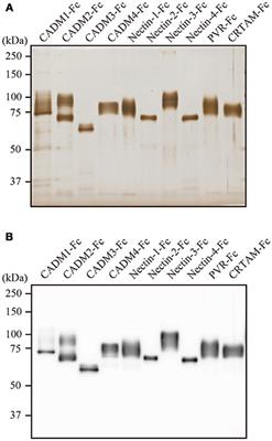 Quantitative Analysis of Interaction Between CADM1 and Its Binding Cell-Surface Proteins Using Surface Plasmon Resonance Imaging